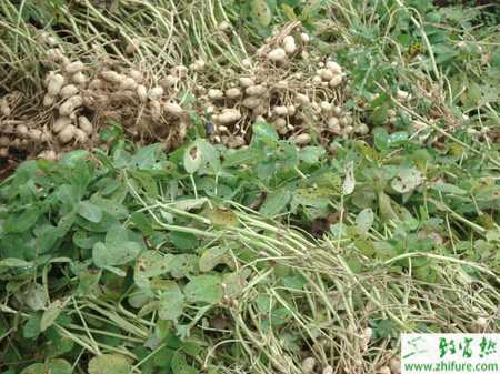 種花生的高產十二法