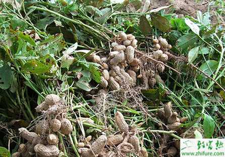 如何正確掌握覆膜花生的收獲期