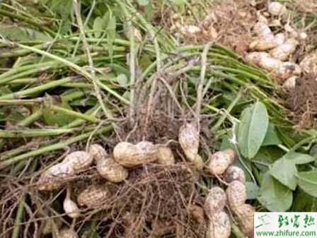 種花生葉螨發(fā)生與防治