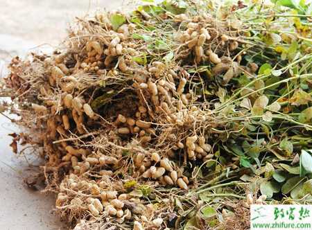 種花生花期化控措施