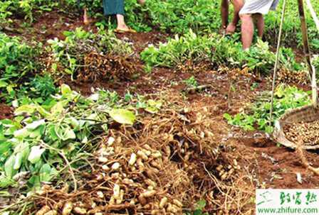 春花生覆膜栽培技術(shù)