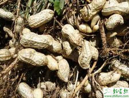 種花生青枯病的防治