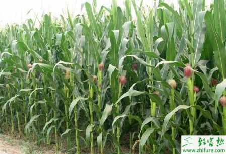 晚播夏玉米的管理要點(diǎn)
