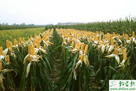 夏玉米田用除草劑五注意