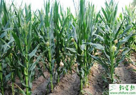 種玉米后期的田間管理