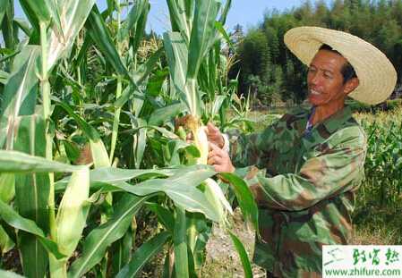 種玉米地老虎的防治