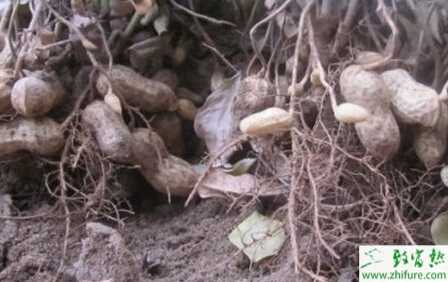 種花生要高產(chǎn)需掌握好播種