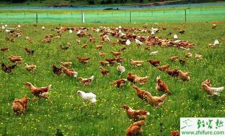 養雞雞疫苗保存的經驗