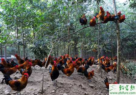 養(yǎng)雞節(jié)料的經(jīng)驗(yàn)