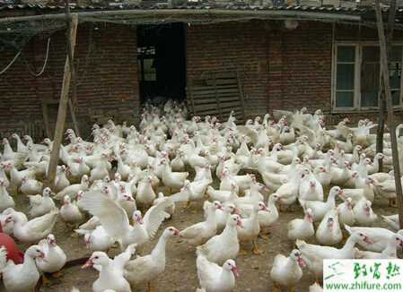 養鴨鑒別鴨瘟與鴨霍亂的方法