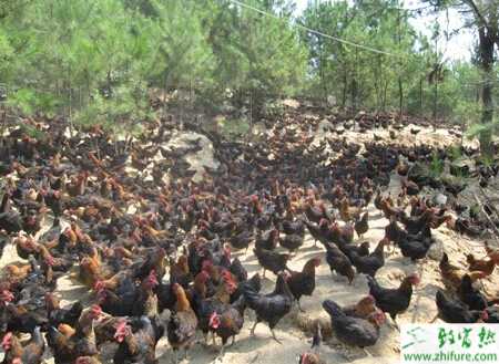 養雞紅糖的妙用