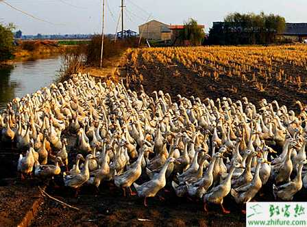 養鴨的秋鴨趕養的技巧