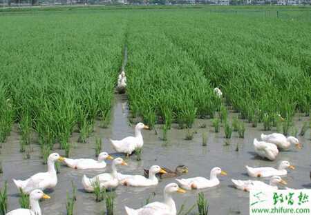 養鴨之茭田養鴨的經驗