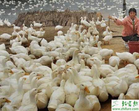 利用燈光誘蟲巧妙養鴨的方法