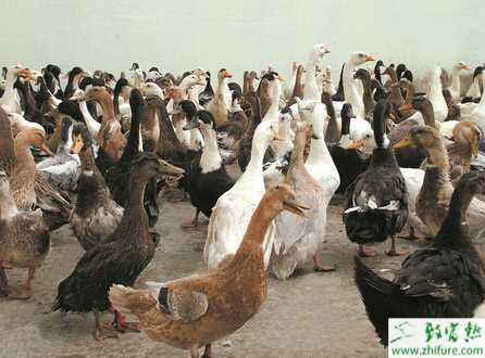 如何將鴨和魚混養的經驗