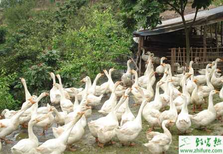 養鵝給母鵝補料需“三看”
