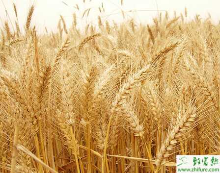 種小麥孕穗期可撒藥土防治吸漿蟲