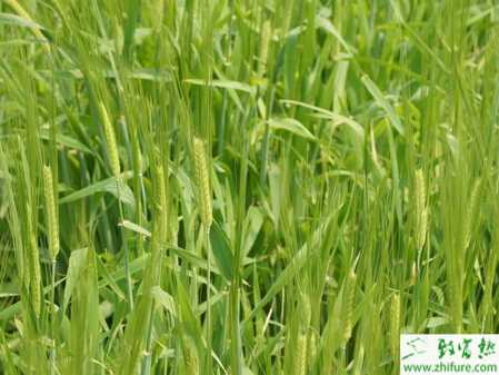 種小麥紋枯病需及早預防