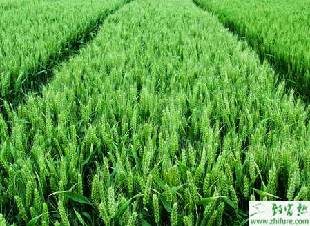 種小麥越冬期管理八要點