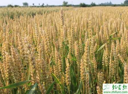 種小麥施肥注意少磷多鉀