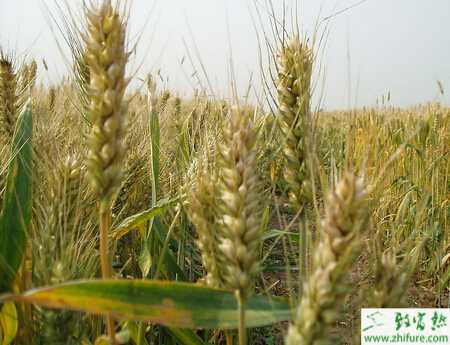 種小麥防止小麥旺長措施