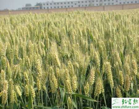 種小麥播種機使用10要點