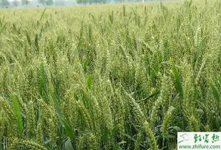 種小麥施臘肥有講究