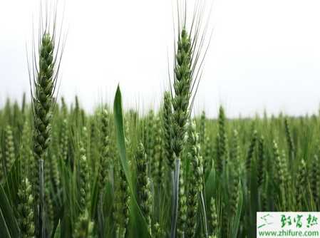 種小麥種子處理技巧