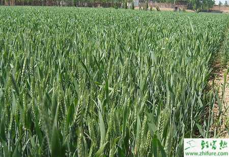 種小麥返青后要防全蝕病
