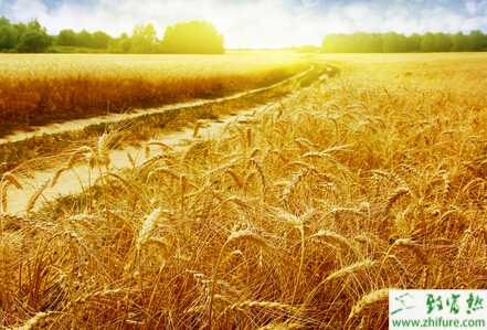 種小麥苗弱、苗少 宜施肥促分蘗