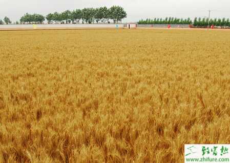 種冬小麥苗情弱如何管理