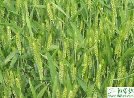 種小麥開春要4防