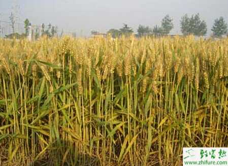 種小麥免耕播種機常見故障及排除方法