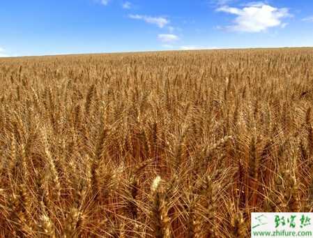 種小麥后期注意防干熱風