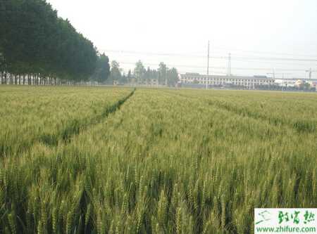 利用藥劑拌種防多種小麥病蟲害