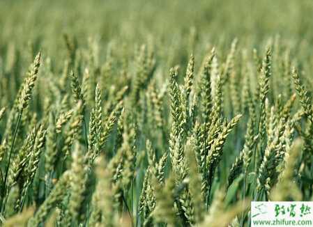 種小麥吸漿蟲防控迫在眉睫