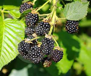 黑莓