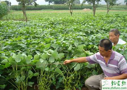 種大豆花葉病的防治