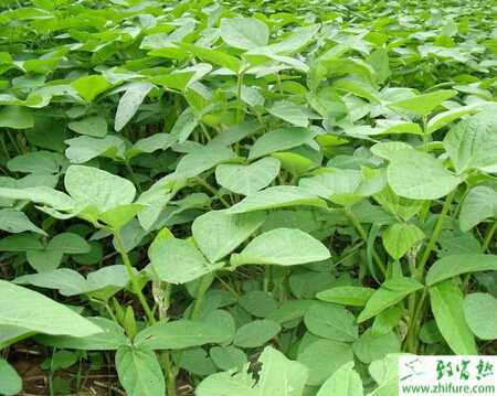 種大豆根腐病的防治