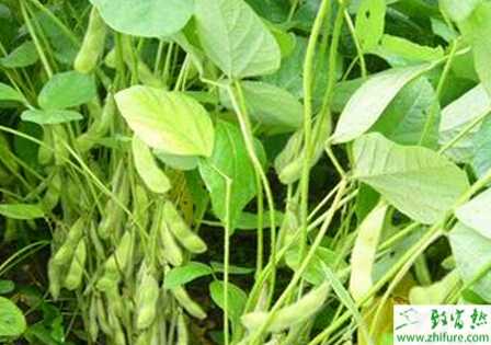 種大豆菌核病發(fā)病規(guī)律及防治