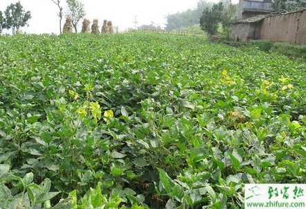 春大豆病毒病的發(fā)生與防治