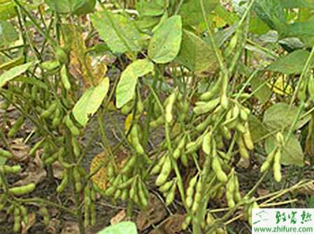 種大豆灰斑病的防治