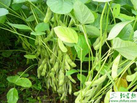 種大豆頂枯病的防治