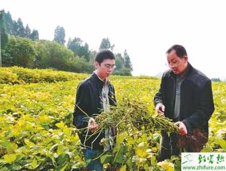 種大豆卷葉螟的防治