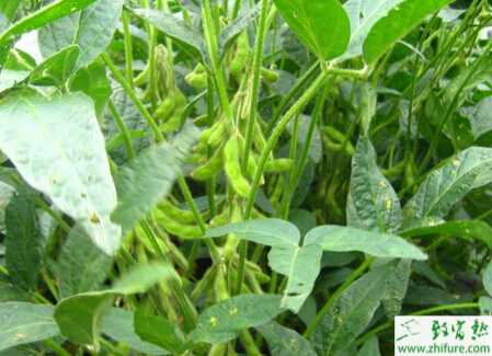 種大豆黑點(diǎn)病的防治