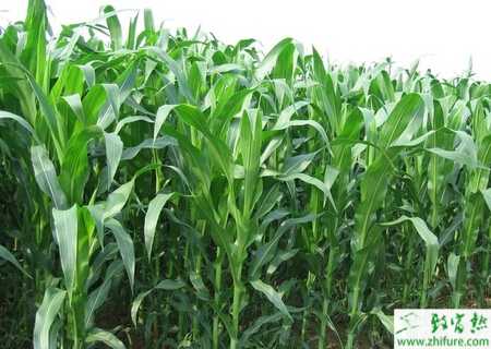 種玉米大喇叭期的管理