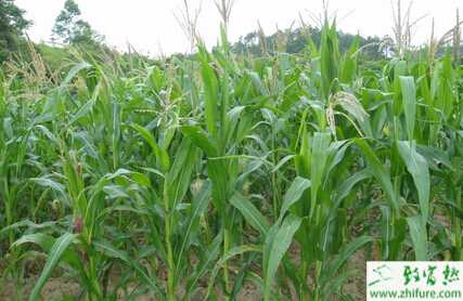 種玉米穗期管理技術要點