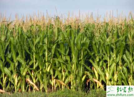 種夏玉米田間管理技術