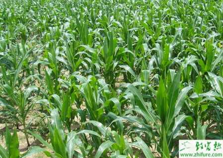 種夏玉米中后期的田間管理措施