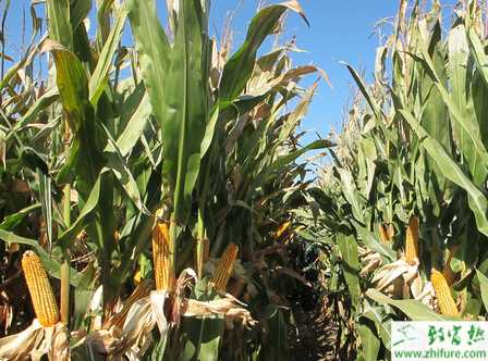 山區玉米地膜覆蓋栽培經驗